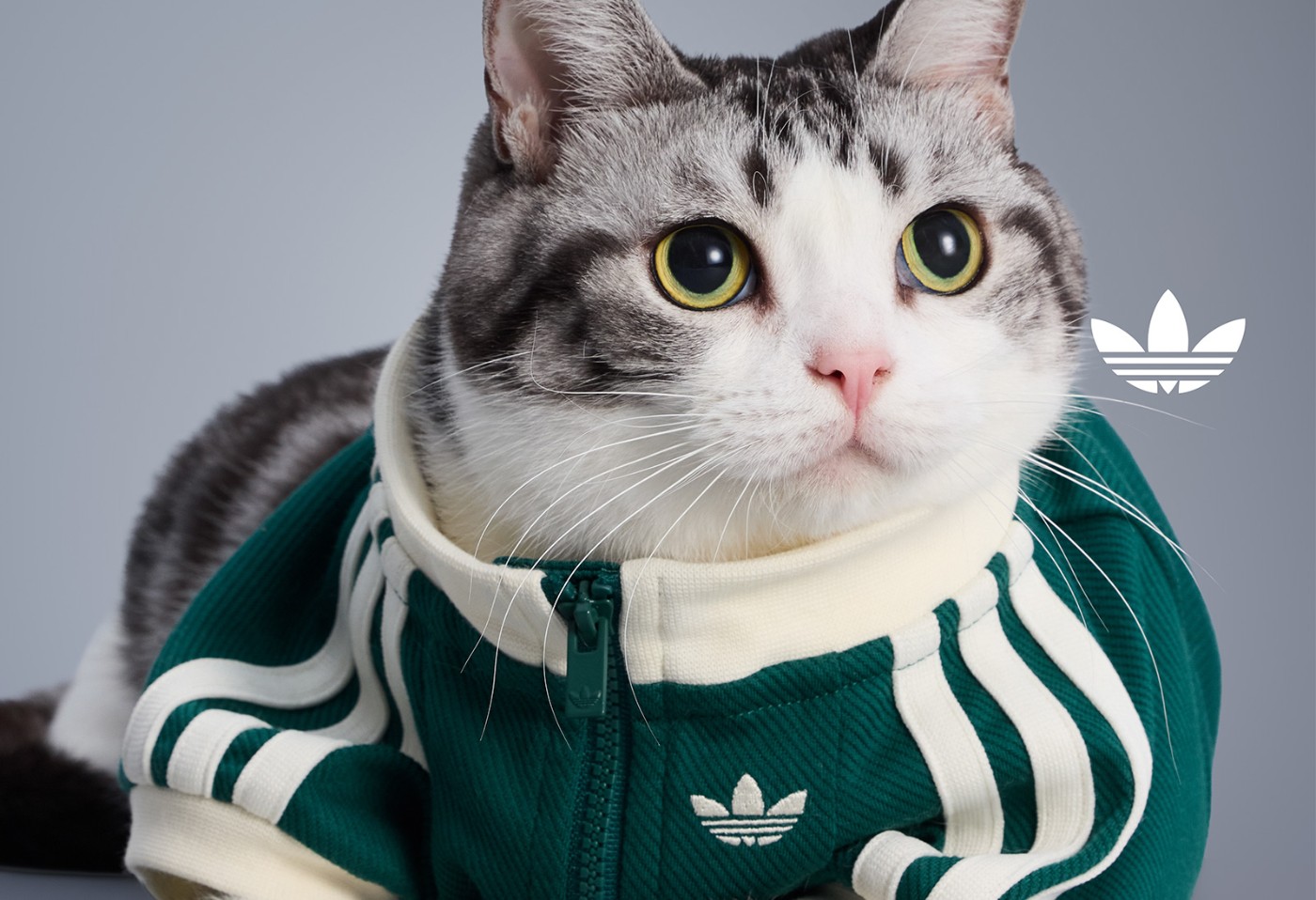 adidas Originals,三叶草,adidas 上次太火爆!三叶草宠物系列又上新了! adidas Originals,三叶草,adidas 上次太火爆!三叶草宠物系列又上新了!