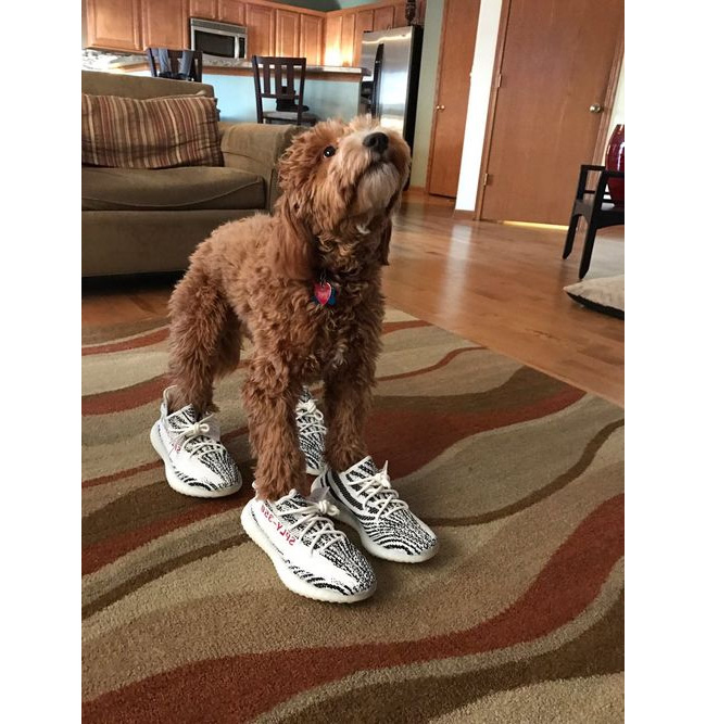 CP9654,Yeezy 350 Boost,Yeezy 3 CP9654 小狗都能穿两双白斑马 Yeezy！你有何感想？