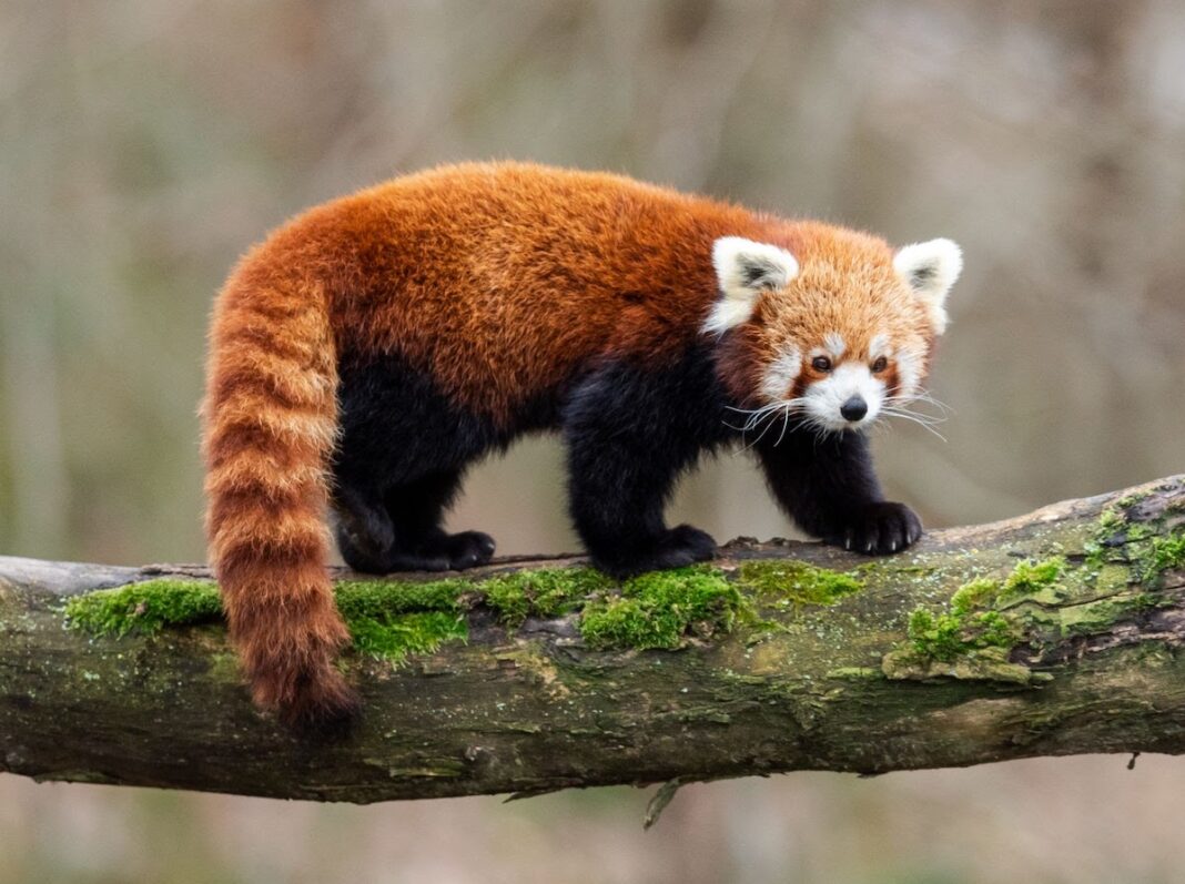 Nike,Dunk Low,Red Panda,FV0395  Nike「熊猫新鞋」曝光！这配色真没想到！